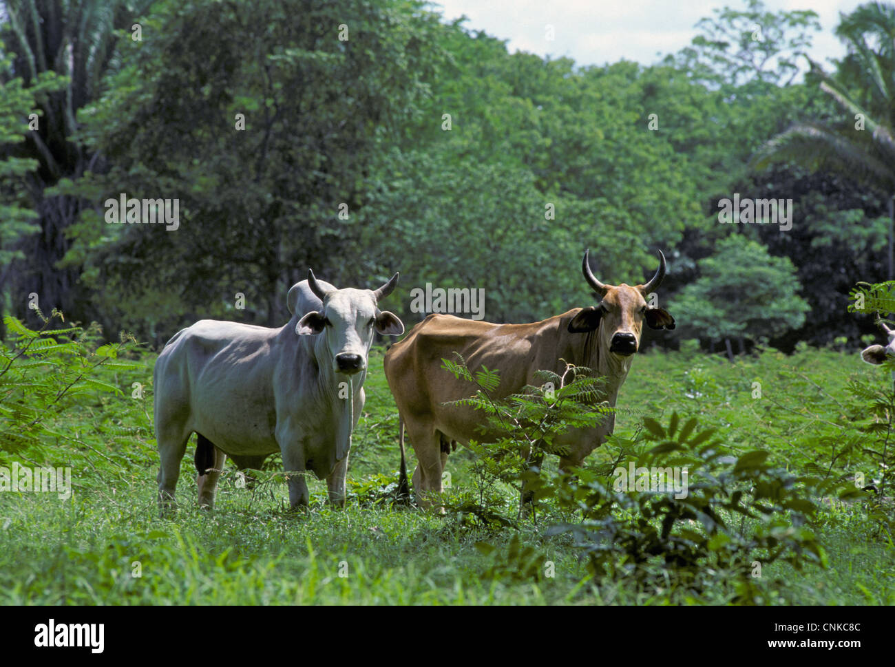 Bovini domestici, zebù (Bos indicus) toro e vacca, pascolo su terreni cancellata nella foresta pluviale, Belize Foto Stock