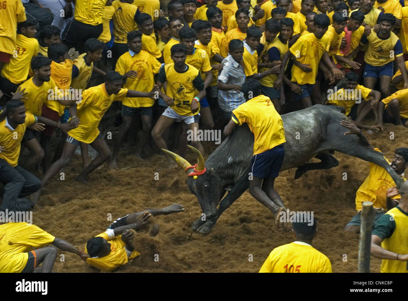 Bovini domestici zebù bos indicus bull uomo azienda sulla gobba durante "Jallikattu" "Addomesticare Bull' antico borgo sport durante Foto Stock