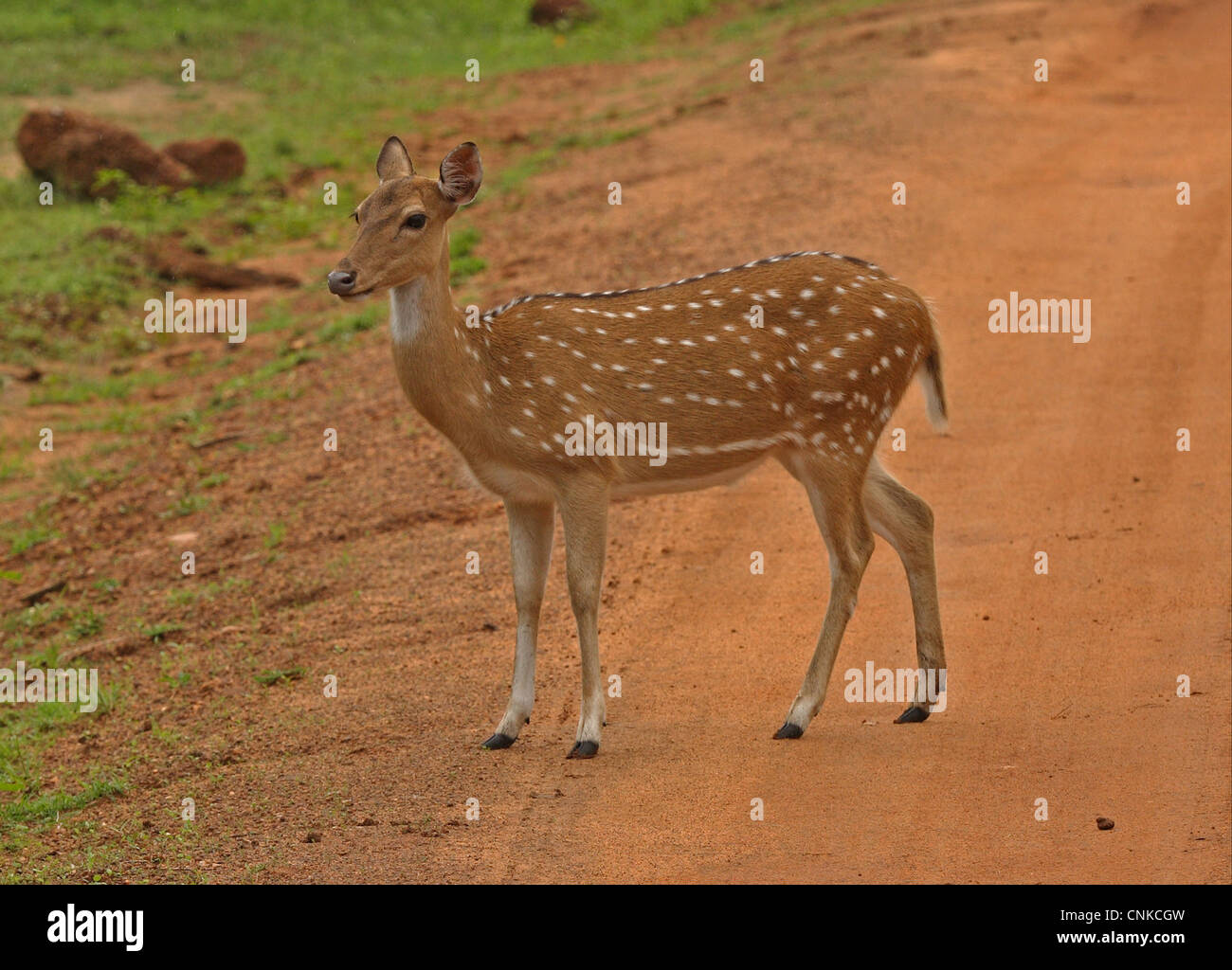 Spotted Deer (asse asse) femmina adulta, permanente sulla via, Yala N.P., Sri Lanka, dicembre Foto Stock