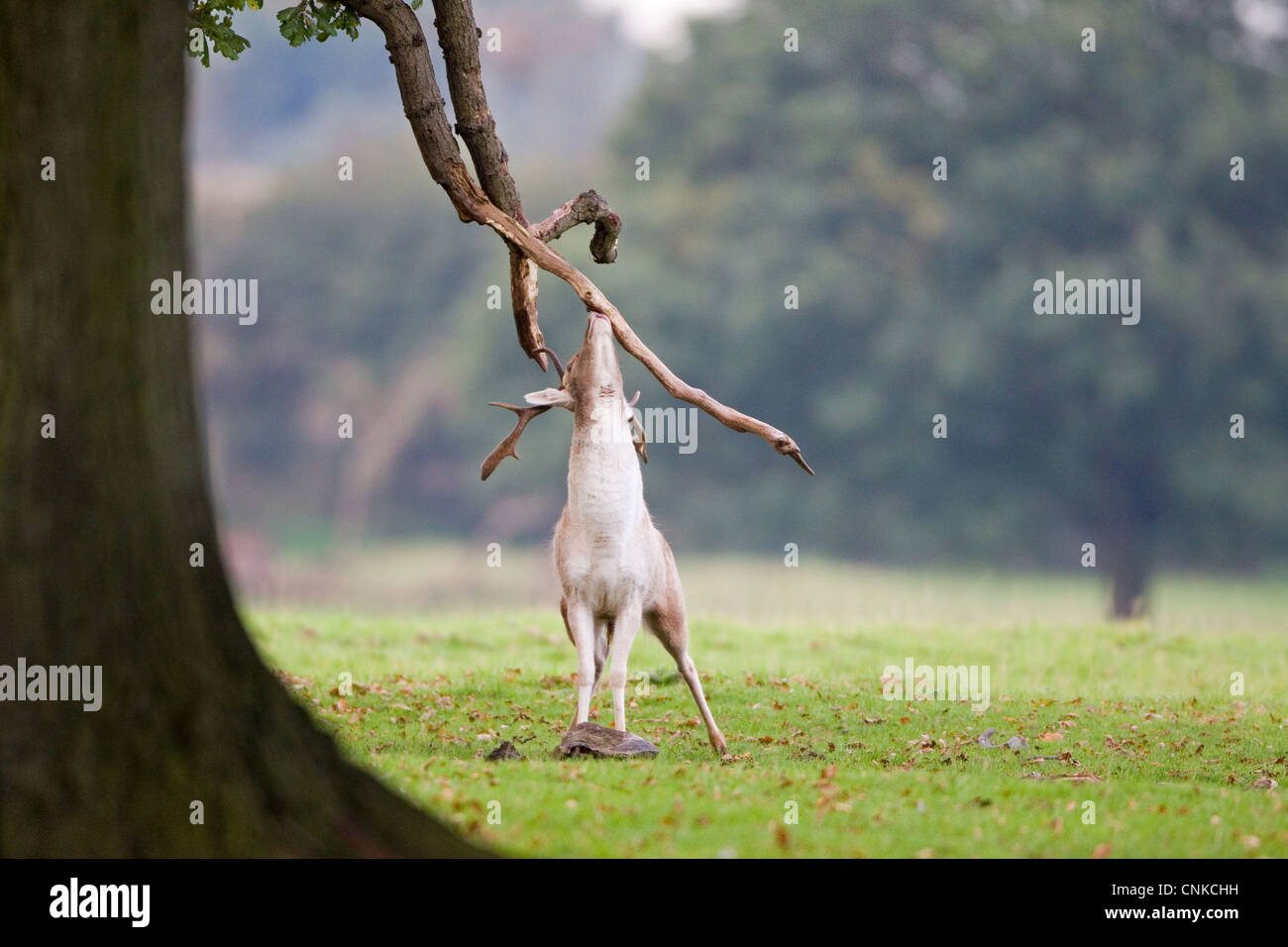 Daini (Dama Dama) buck, profumo di marcatura ramo di quercia durante la stagione di solchi, Suffolk, Inghilterra, ottobre Foto Stock