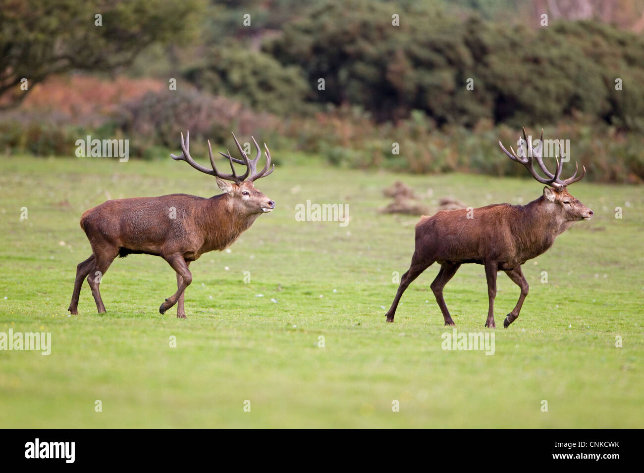 Red Deer Cervus elaphus due cervi a piedi paralleli valutare ogni altra forza prima del salvataggio lotta durante la stagione di solchi Foto Stock