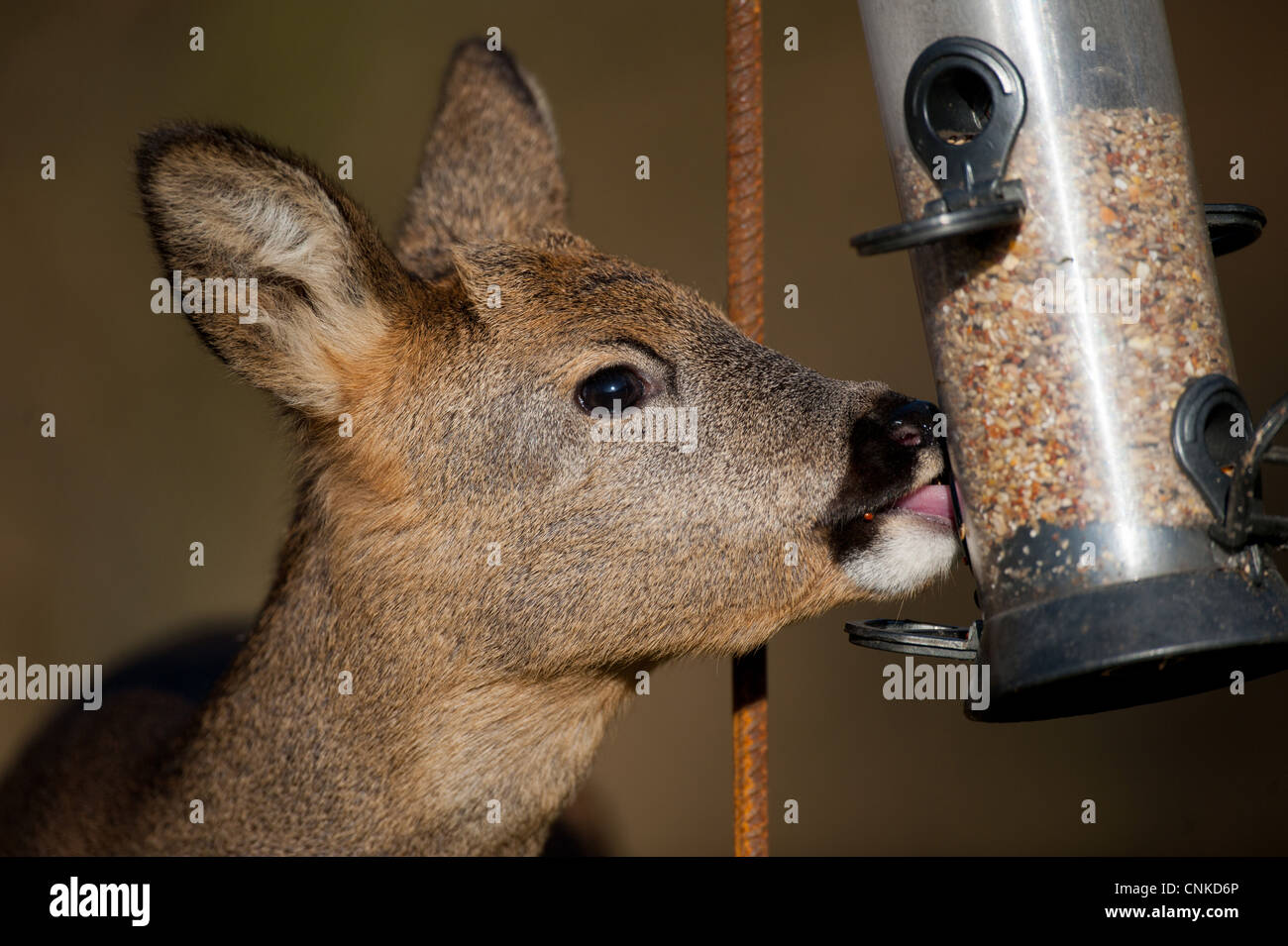 Western Capriolo Capreolus capreolus doe close-up di alimentazione di testa su un seme birdfeeder nel bosco di querce Norfolk Inghilterra novembre Foto Stock