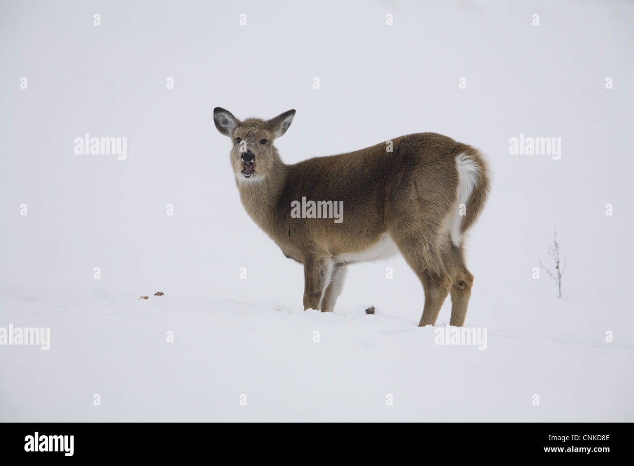 White-Tailed Deer Odocoileus virginianus doe alimentare su patata scavata sotto la neve nel suolo congelato North Dakota U.S.A gennaio Foto Stock