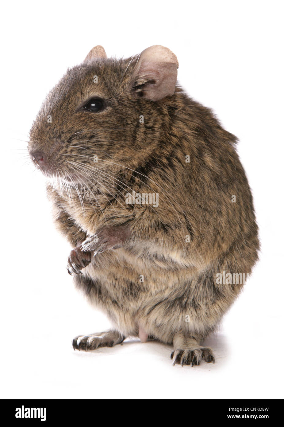 Degu (Octodon degus) adulto, in piedi sulle zampe posteriori Foto Stock