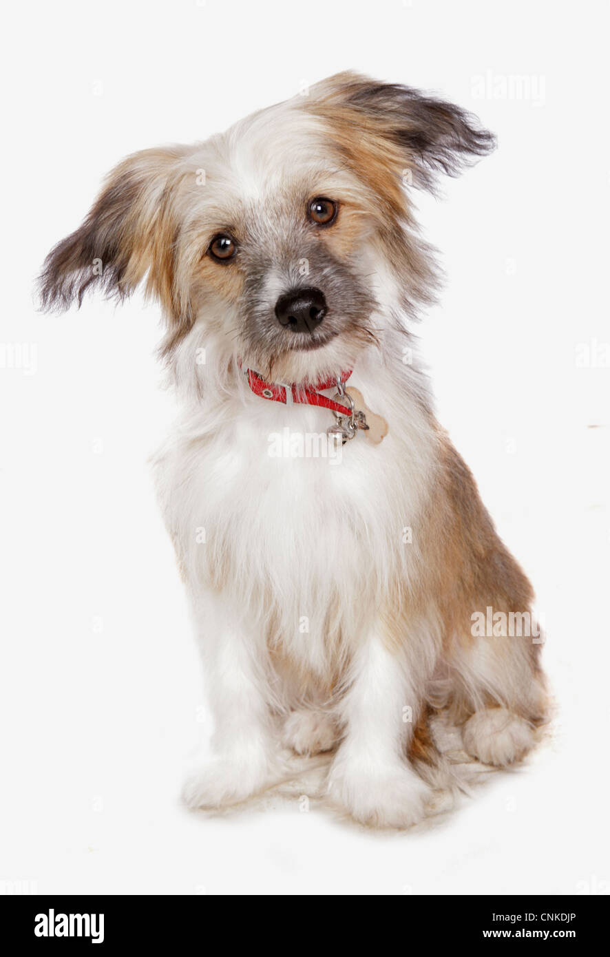 Cane domestico, Cinese crestata, rivestito in polvere "-puff" varietà, cucciolo, con collare seduta Foto Stock