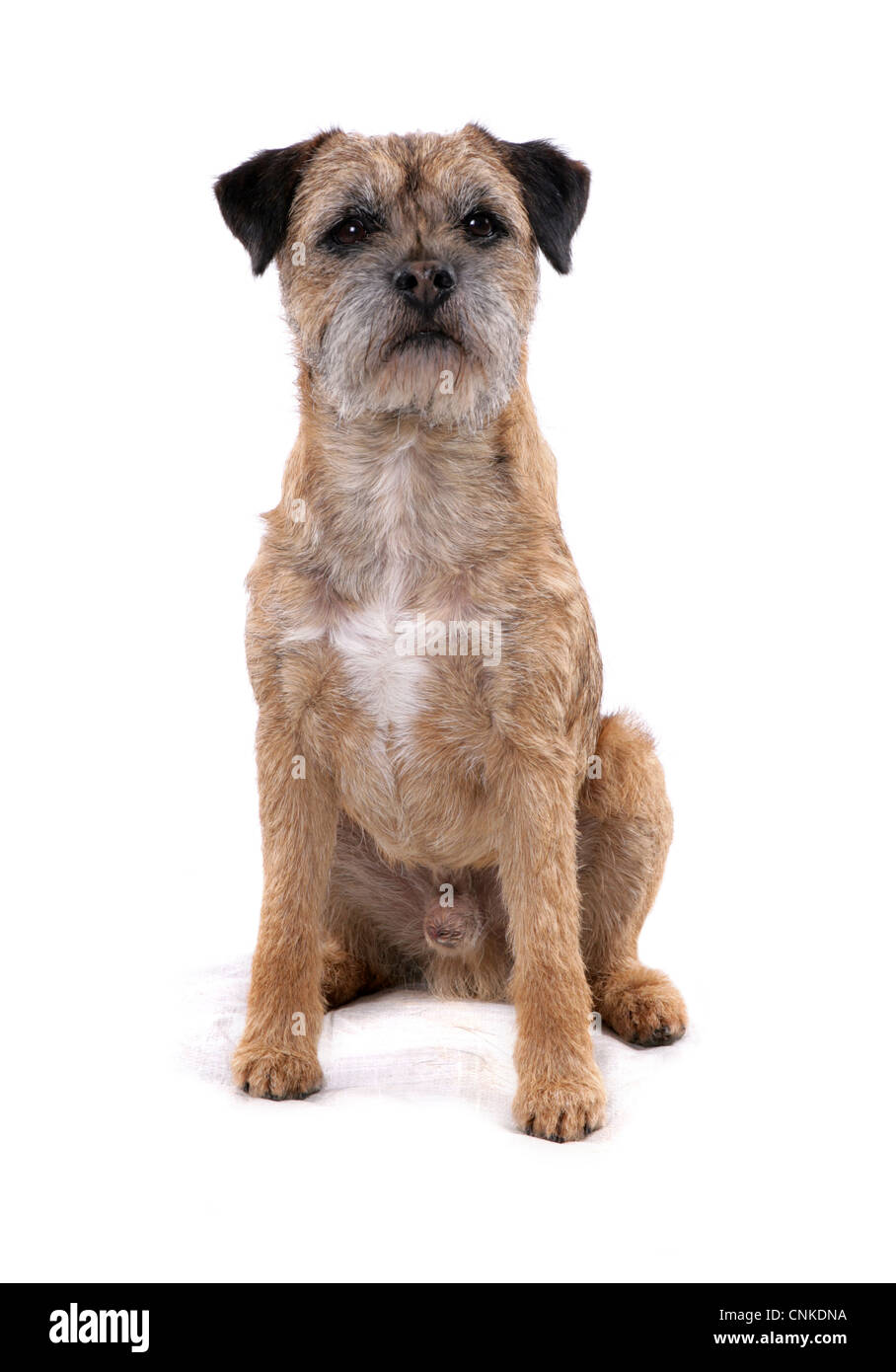 Cane domestico, Border Terrier, maschio adulto seduto Foto Stock