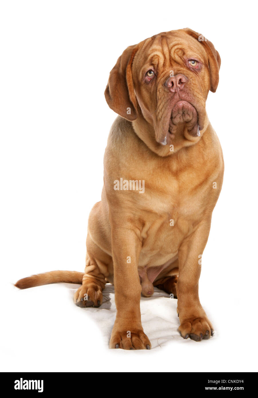 Cane domestico, Francese Mastiff (Dogue de Bordeaux), maschio adulto seduto Foto Stock