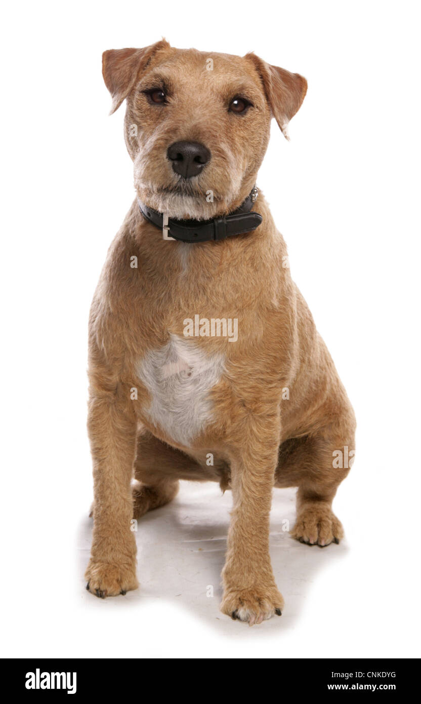 Cane domestico, Lakeland Terrier cross, maschio adulto seduto con collare Foto Stock