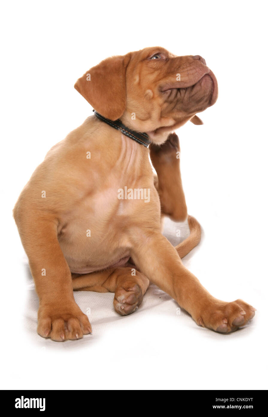 Cane domestico, Francese Mastiff (Dogue de Bordeaux), cucciolo, graffiatura con collare Foto Stock