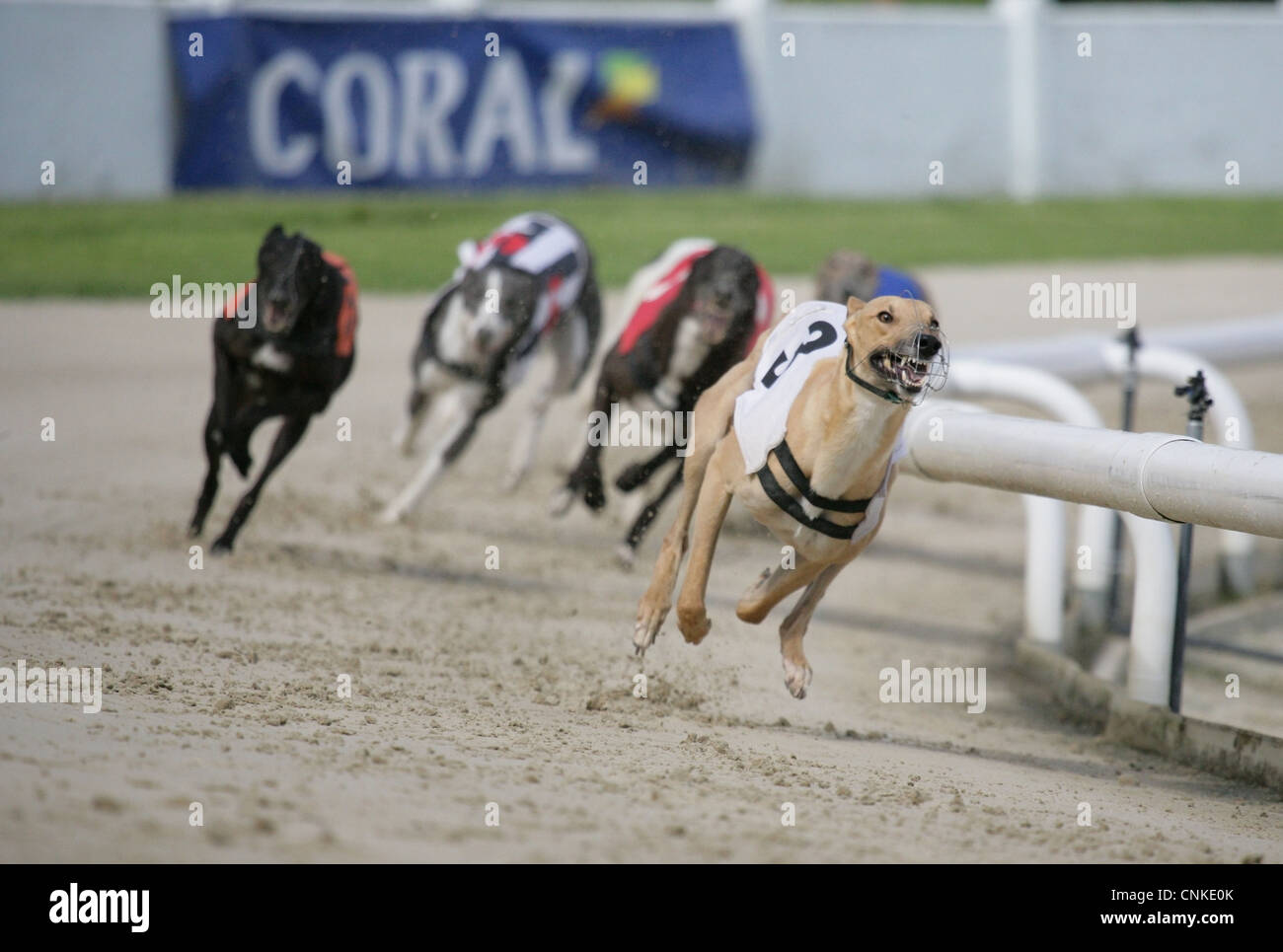 Cane domestico, Greyhound, adulti, racing al via, Inghilterra, luglio Foto Stock