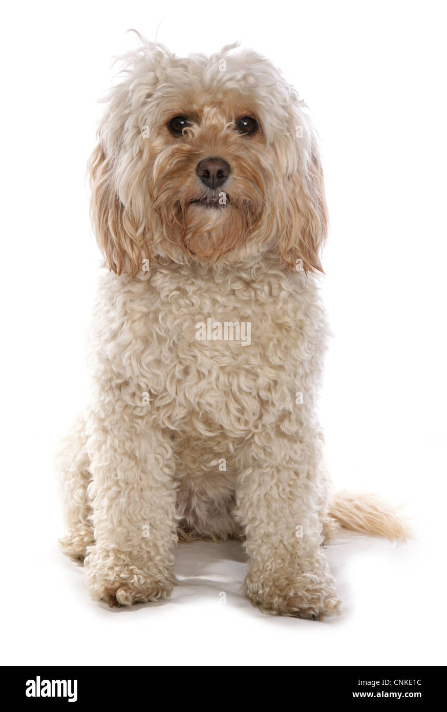 Cane domestico, Cockerpoo (Cocker Spaniel barboncino x), femmina adulta, seduta Foto Stock
