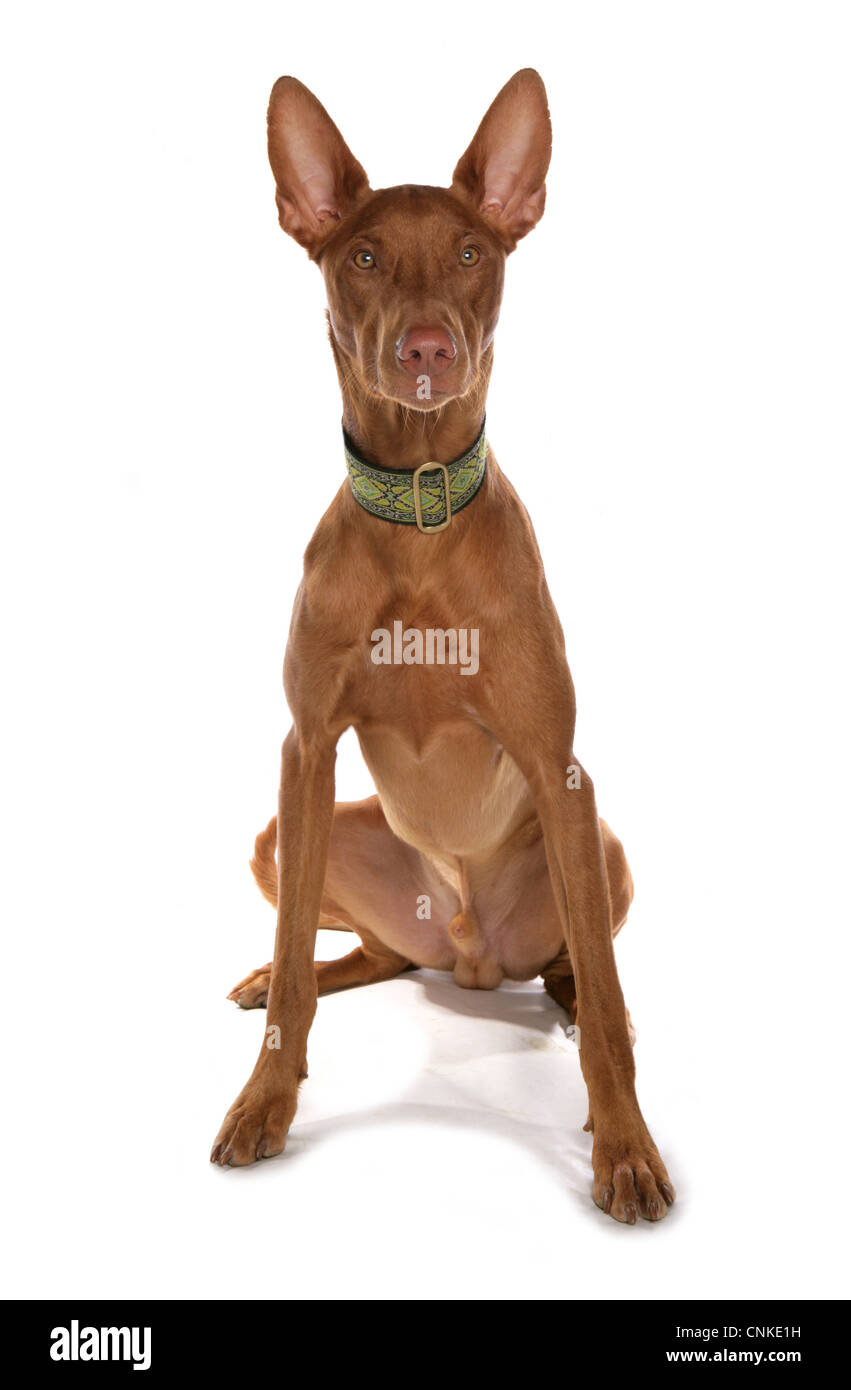 Cane domestico, faraone Hound, maschio adulto seduto con collare Foto stock  - Alamy
