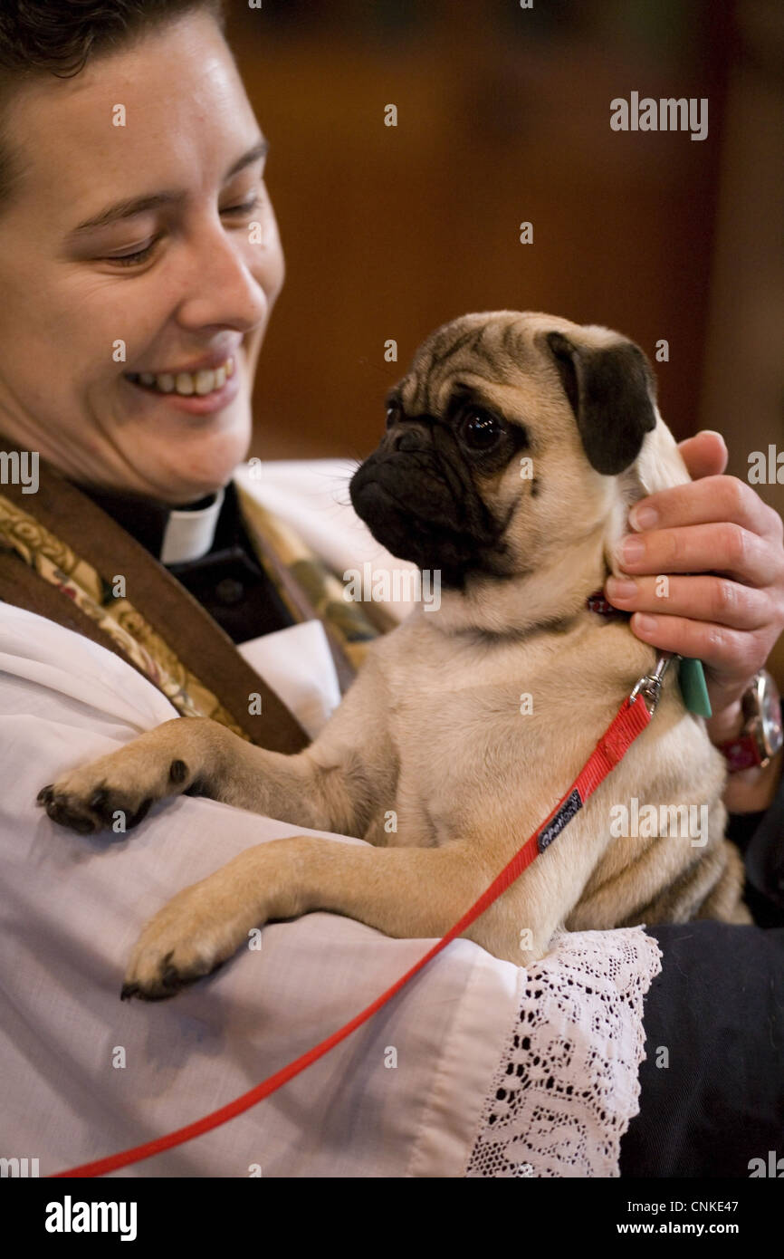 Cane domestico, Pug, adulto, essendo trattenuto dal vicario durante la benedizione al servizio della Chiesa per animali domestici, Inghilterra, ottobre Foto Stock