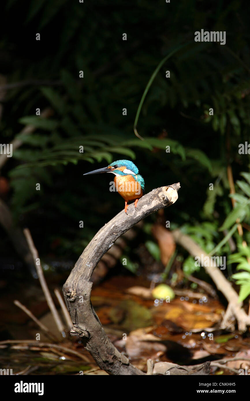 Common Kingfisher (Alcedo atthis), Bandhavgarh National Park, Madhya Pradesh, India Foto Stock