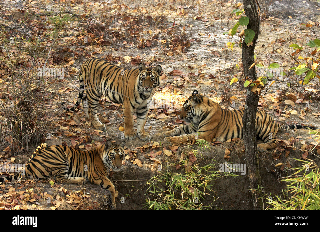 Tre sub-adulti le tigri del Bengala (Panthera tigris tigris) in Bandhavgarh National Park, Madhya Pradesh, India Foto Stock