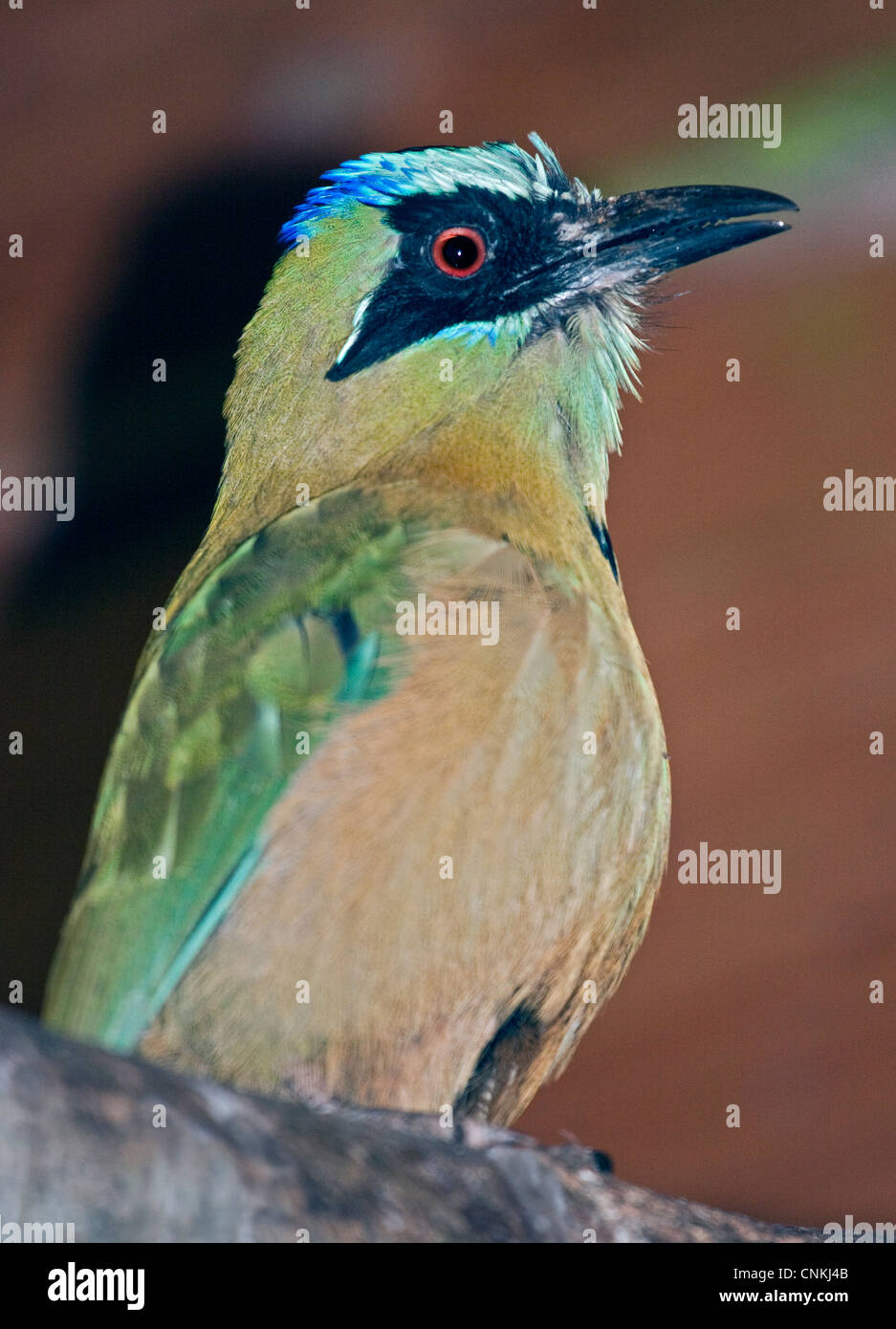 Blue crowned Motmot (momotus momota) Foto Stock