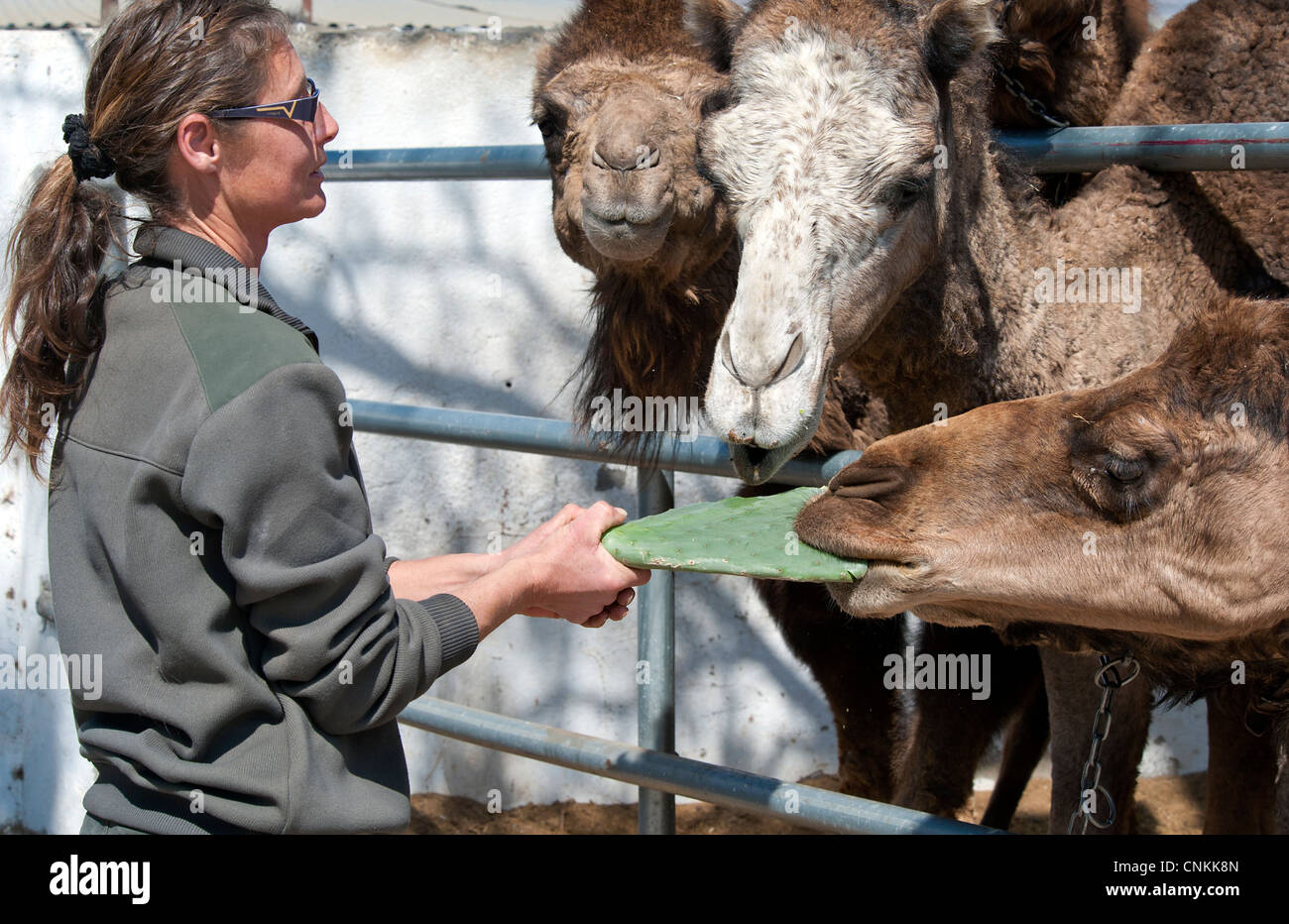 Camel essendo alimentato il cactus da un elemento di fissaggio Foto Stock
