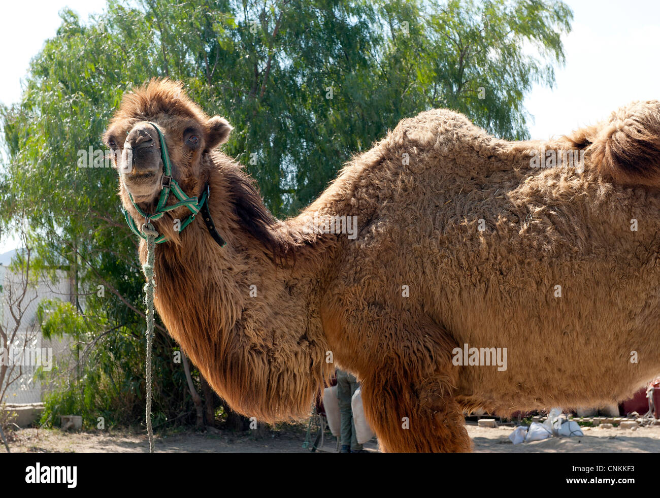 Close up di un cammello Foto Stock