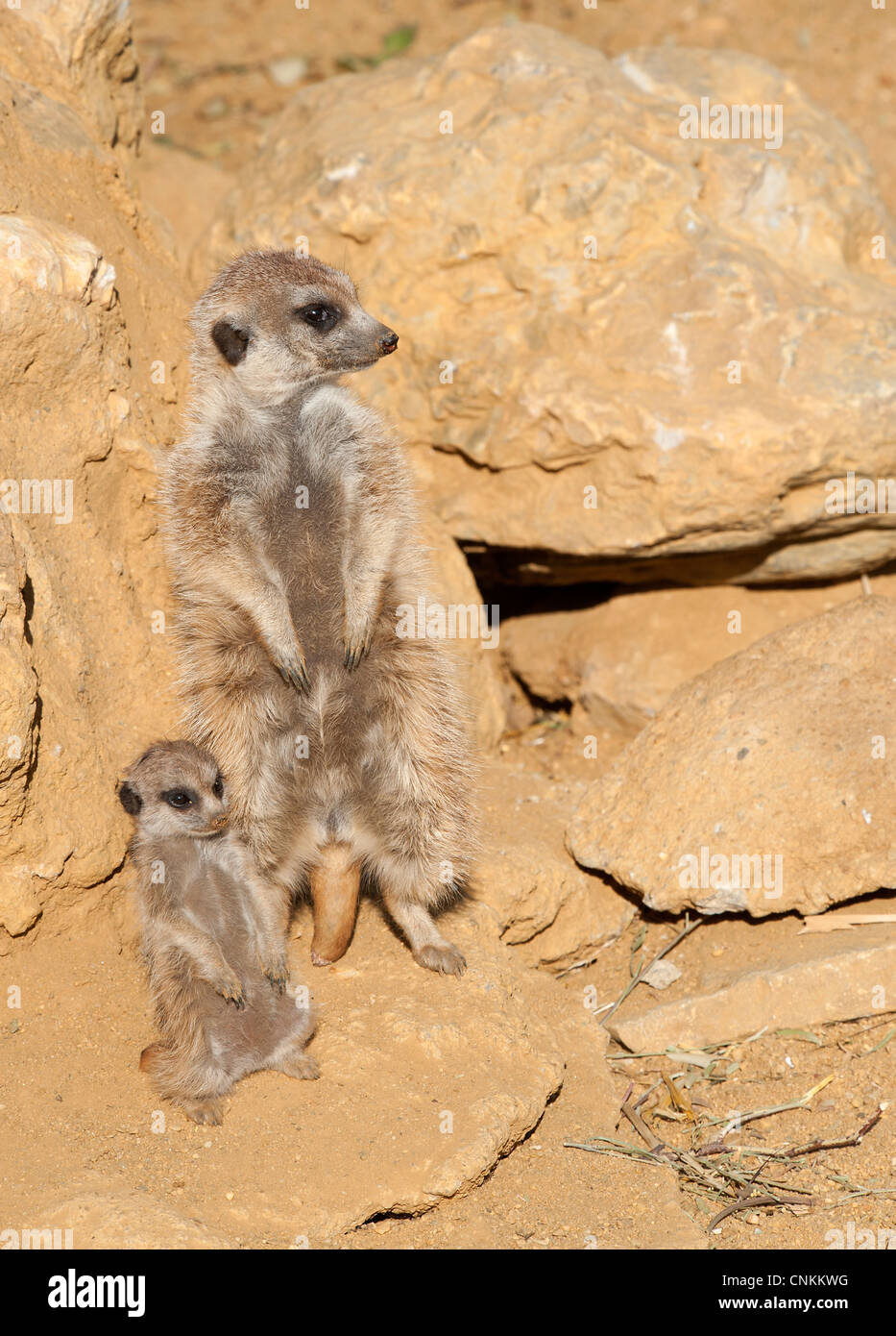 Baby Meerkat con i propri genitori Foto Stock