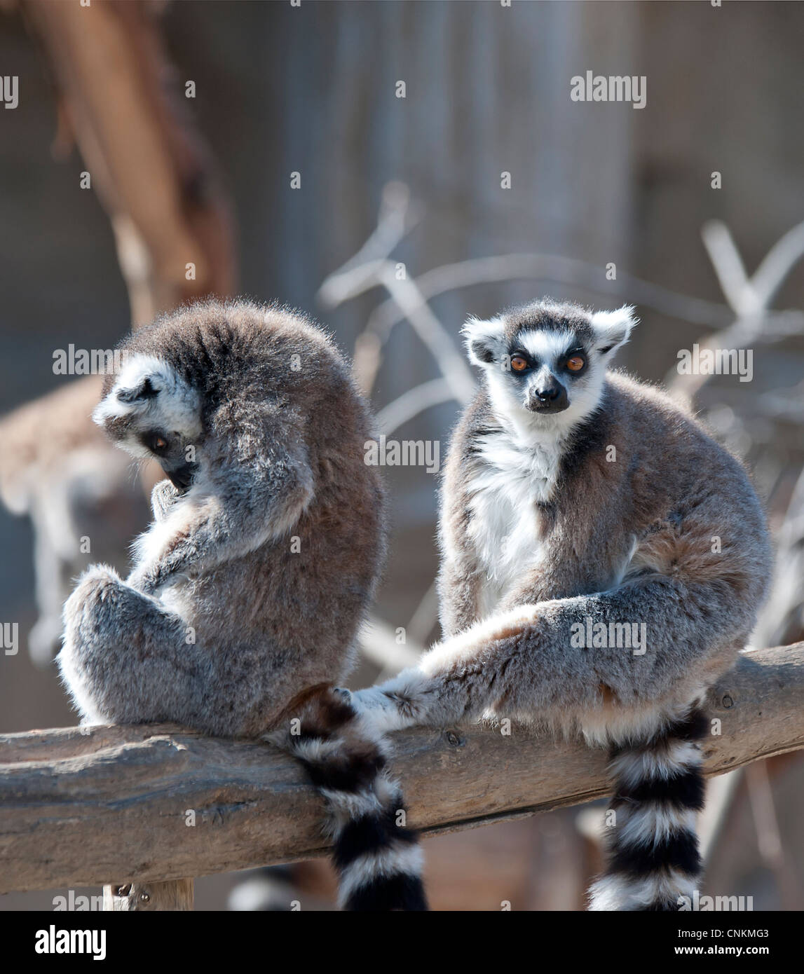 Due Ring Tailed Lemur seduto in una struttura ad albero Foto Stock