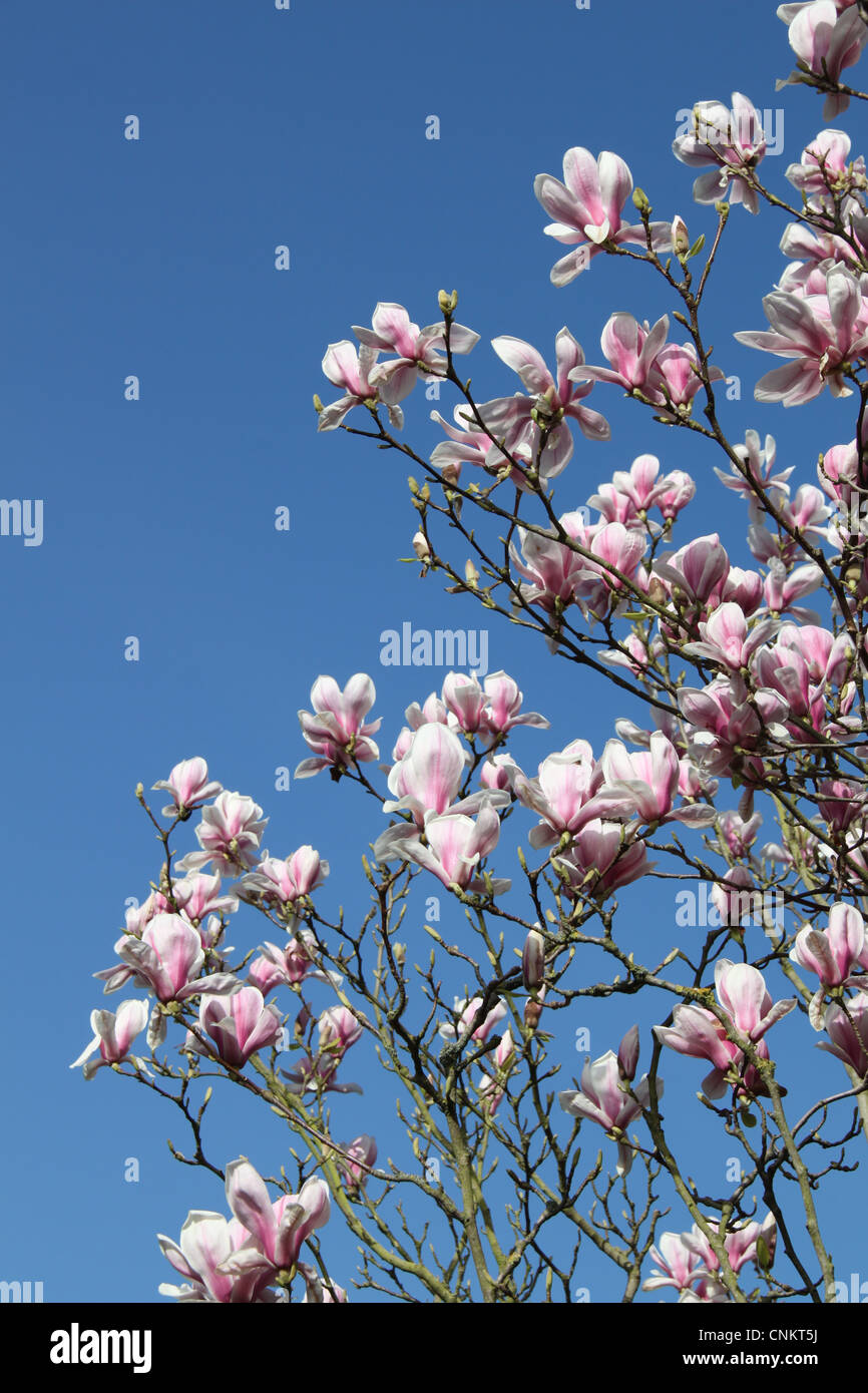 X Magnolia soulangeana tree (un ibrido tra M. denudata e M. liliiflora) contro un cielo blu Foto Stock