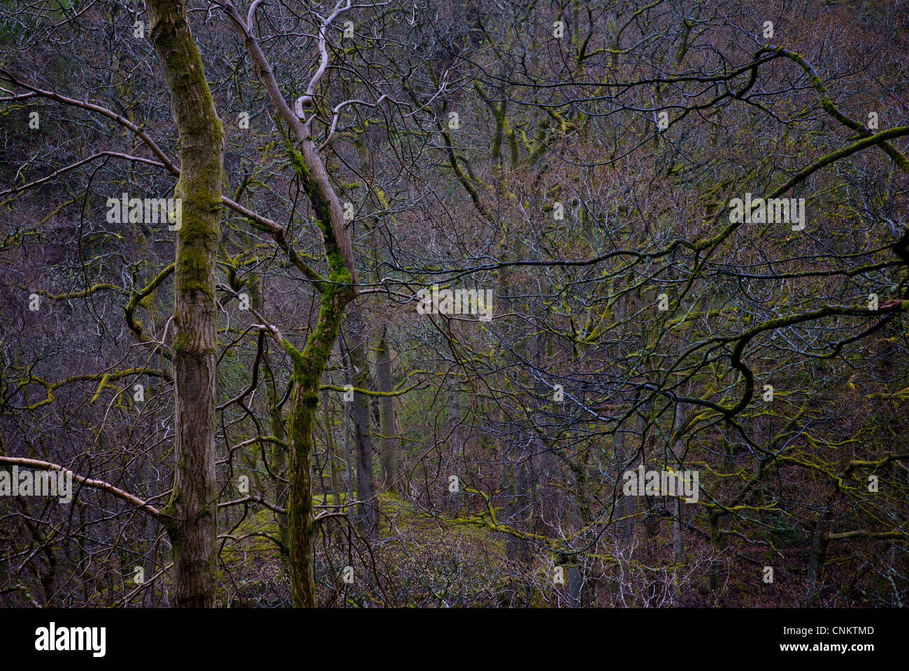 Tangled woodland, Cumbria, England Regno Unito Foto Stock