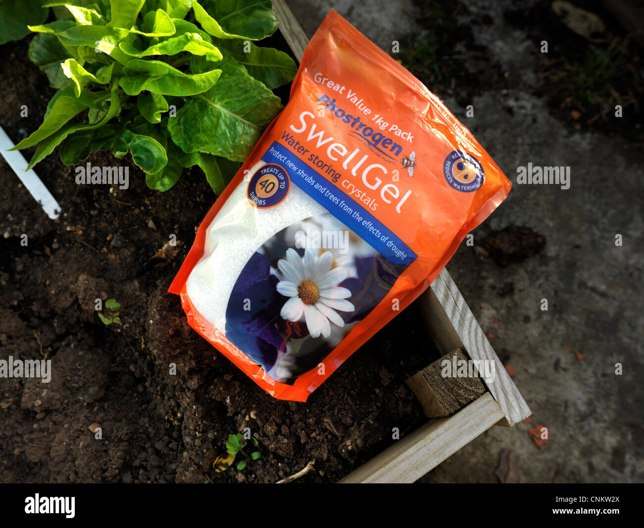 Preparazione per la siccità repotting utilizzando acqua gel di fissaggio Foto Stock