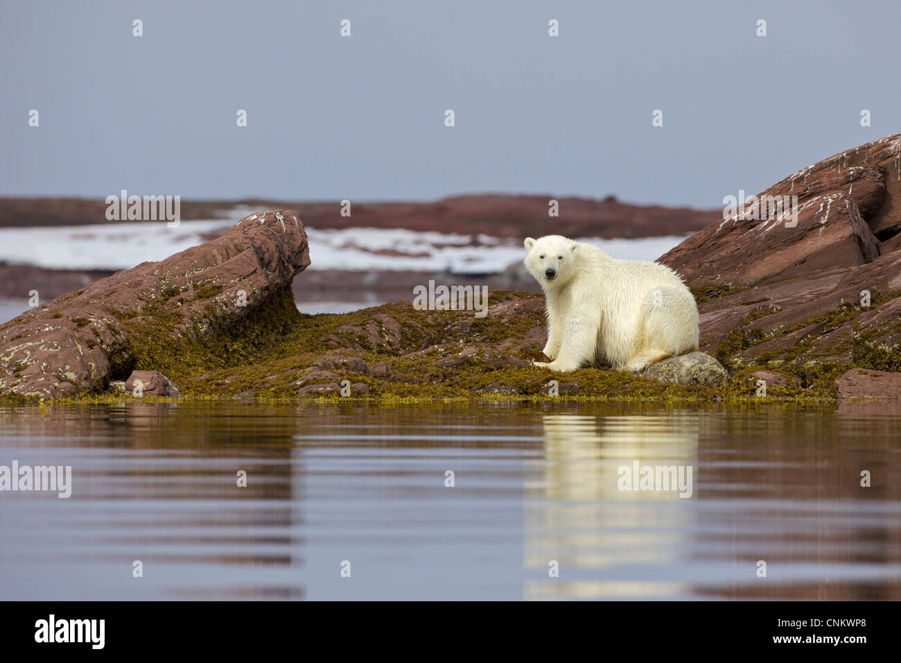 Sub-maschio adulto orso polare artico in estate, Woodfjorden, Spitzbergen, Svalbard, Norvegia, Europa Foto Stock