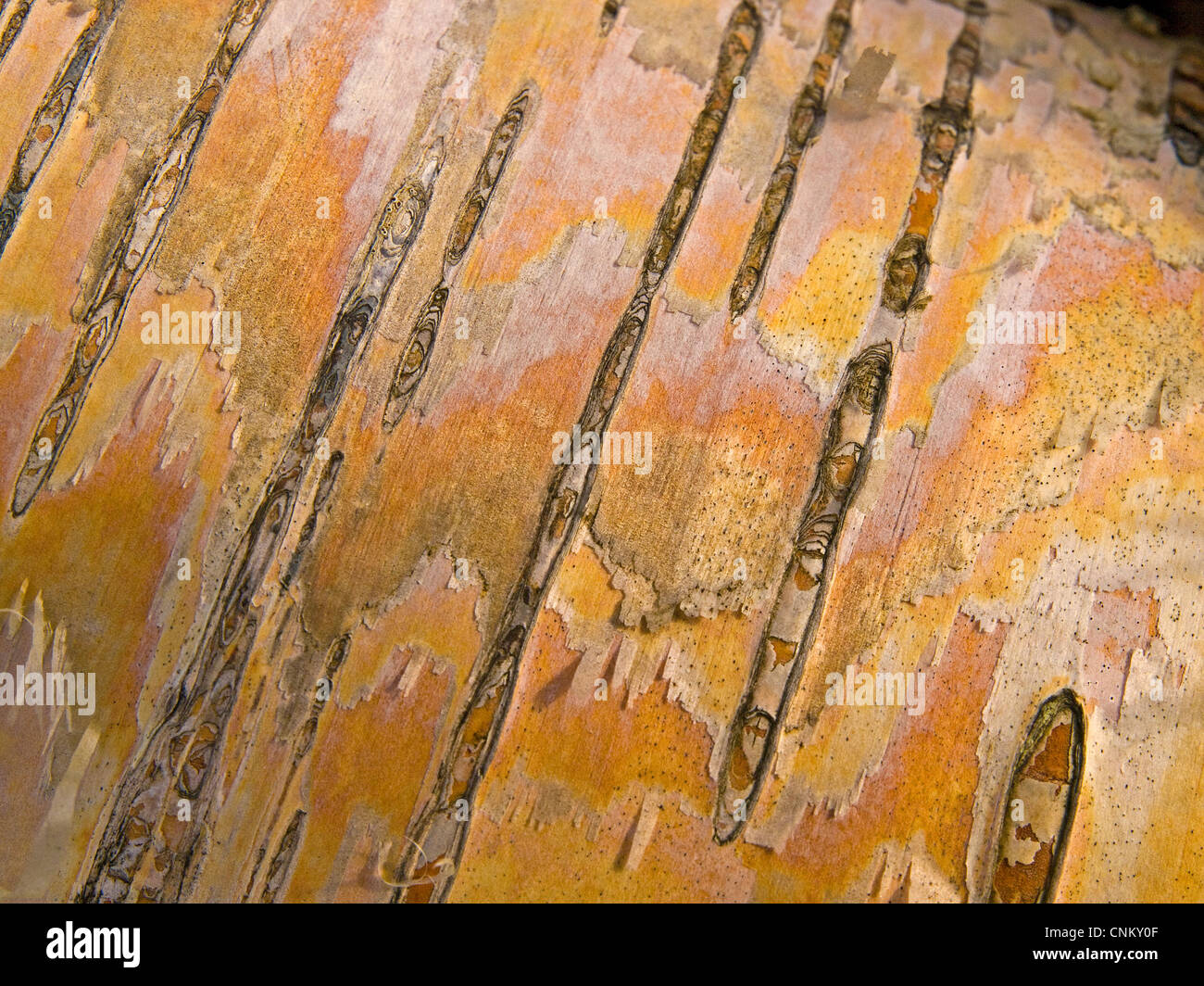 Corteccia di betulla nella foresta norvegese Foto Stock