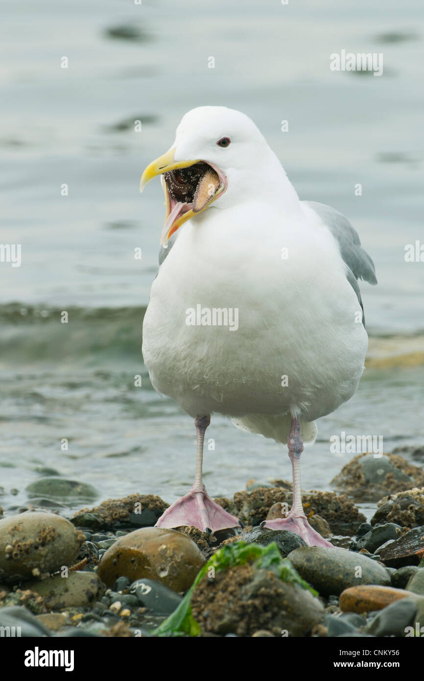 Glaucous-winged Gull (Larus glaucescens) cercando di inghiottire starfish (Pisaster), Puget Sound Washington Foto Stock