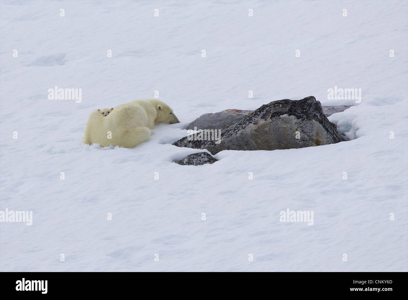 Orso polare madre e 6 mese vecchio cub di riposo in estate, Spitzbergen, Svalbard artico, Norvegia, Europa Foto Stock