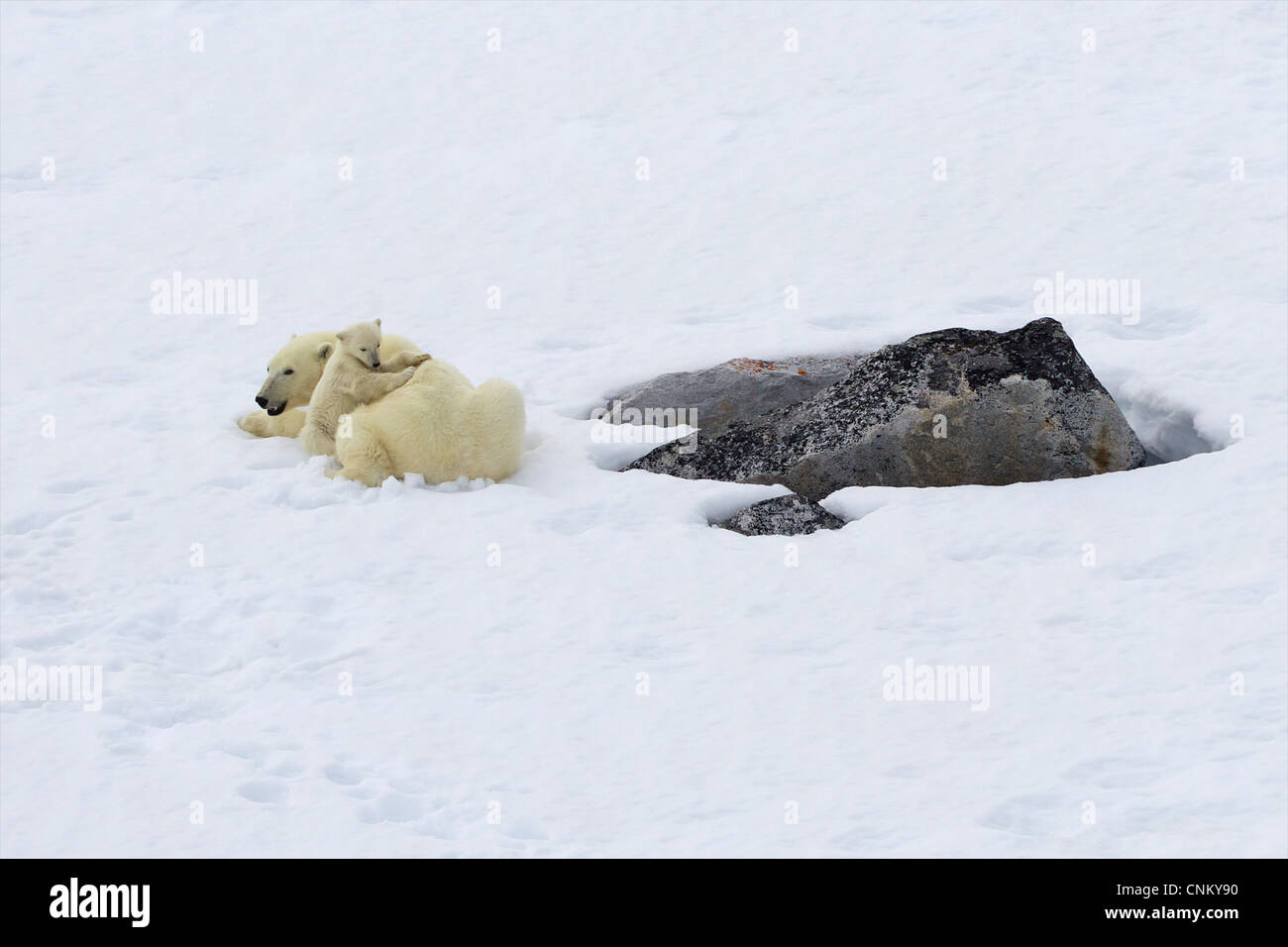 Orso polare madre e 6 mese vecchio cub di riposo in estate, Spitzbergen, Svalbard artico, Norvegia, Europa Foto Stock