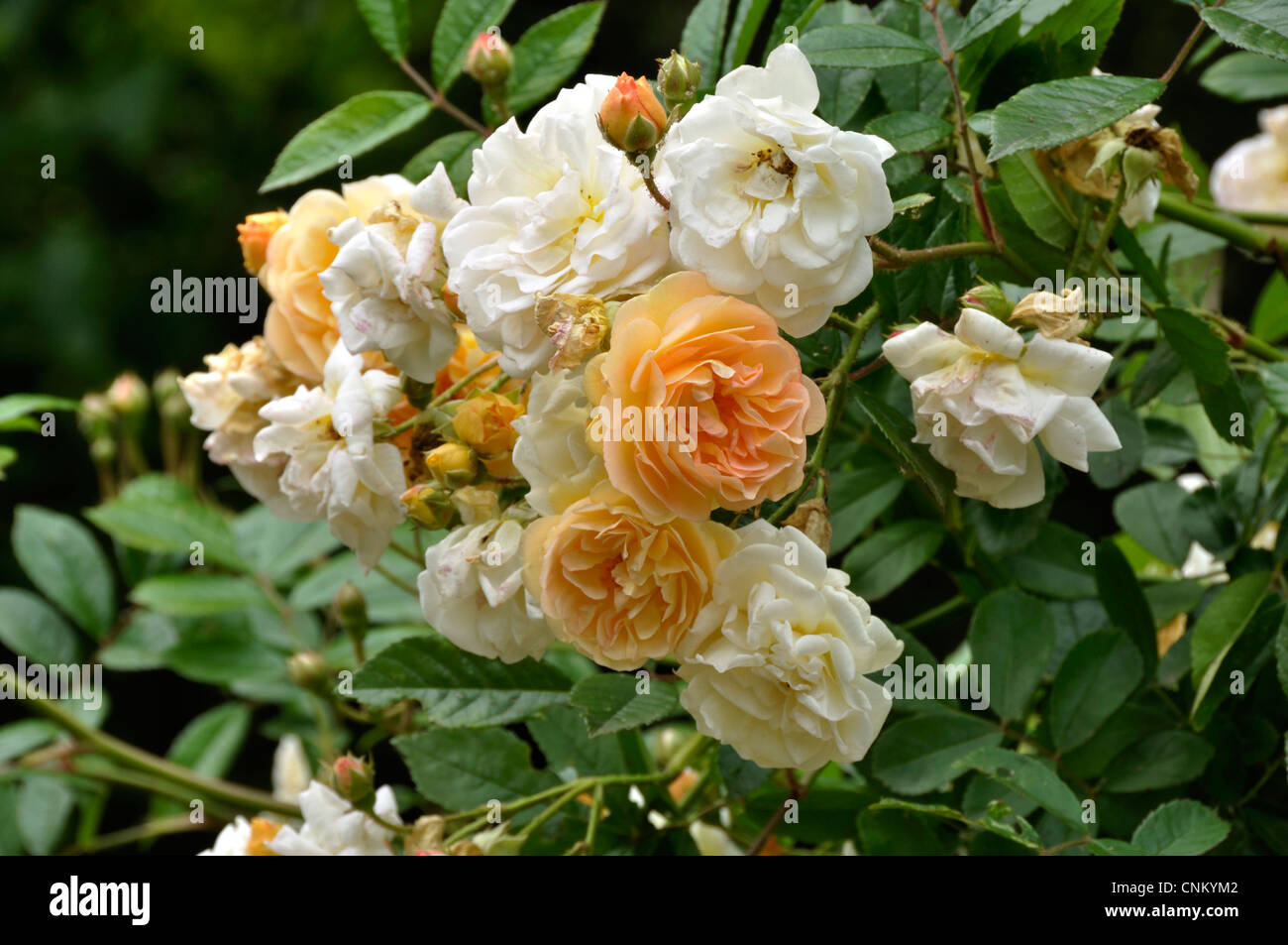 Rosa antico nel giardino della grande madre. Foto Stock