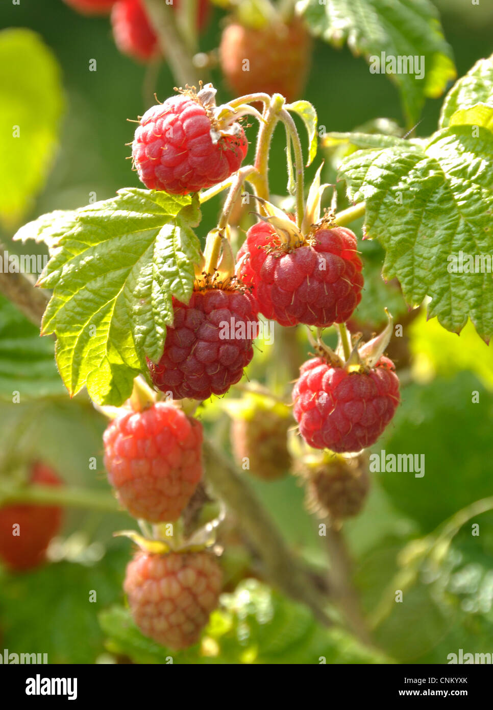 Lamponi (Rubus idaeus) maturate nel giardino. Piccoli frutti rossi del giardino. Foto Stock