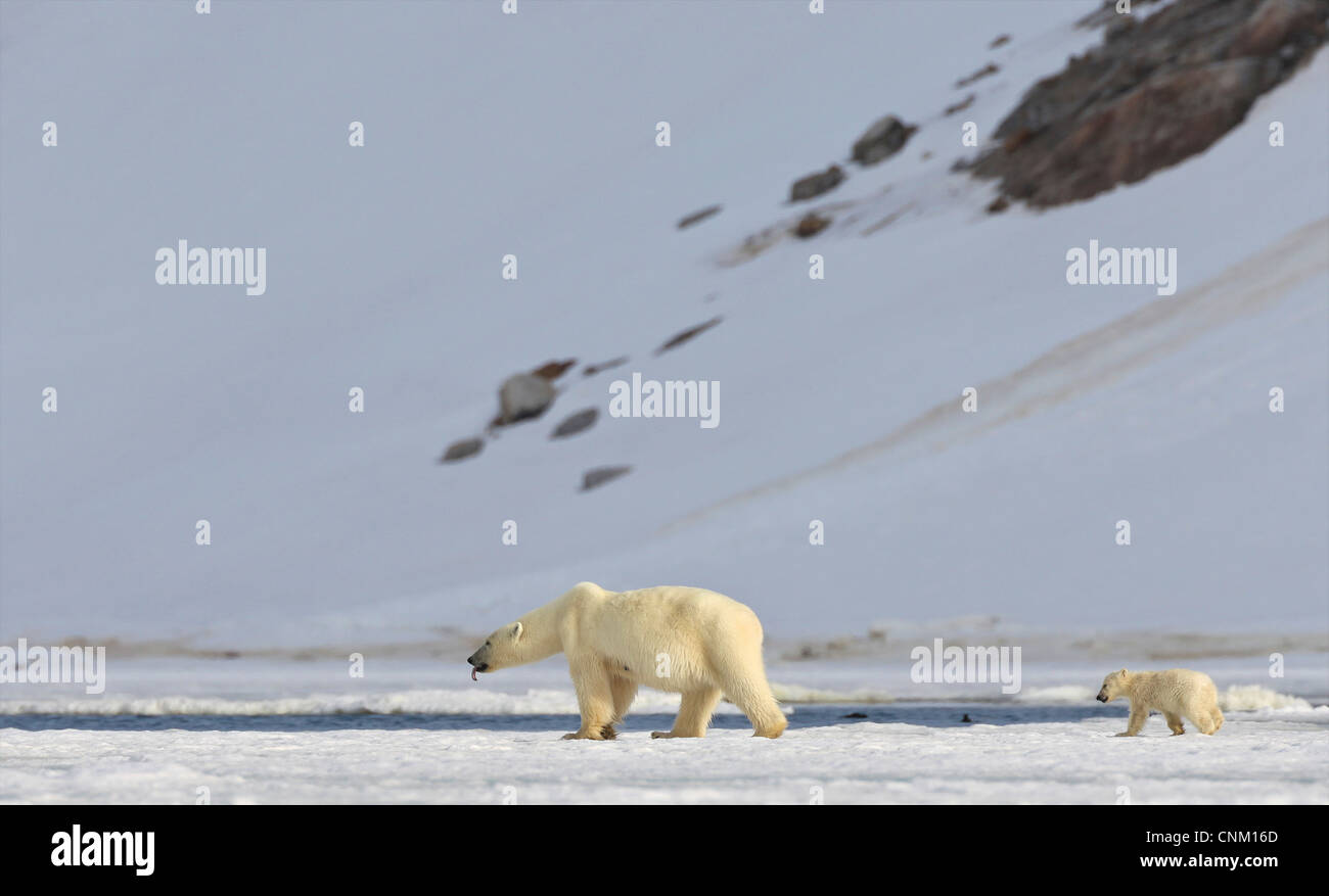 Orso polare madre e 6 mese vecchio cub in estate il sole, nord Spitzbergen, Svalbard artico, Norvegia, Europa Foto Stock