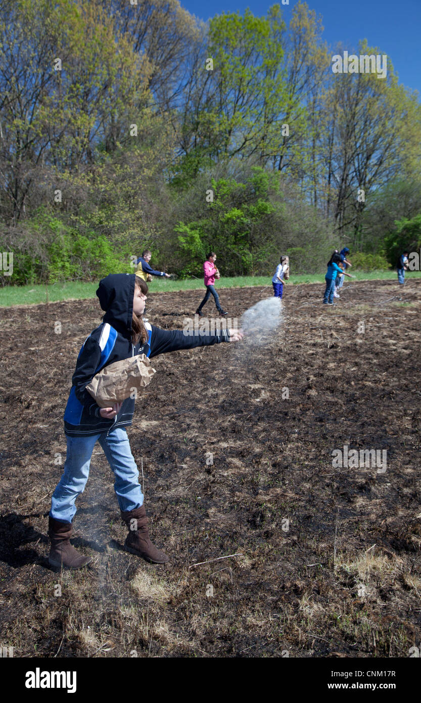 I bambini delle elementari seminare i semi per ripristinare la prateria nativi dopo che esso è stato intenzionalmente bruciata per eliminare le specie invasive. Foto Stock