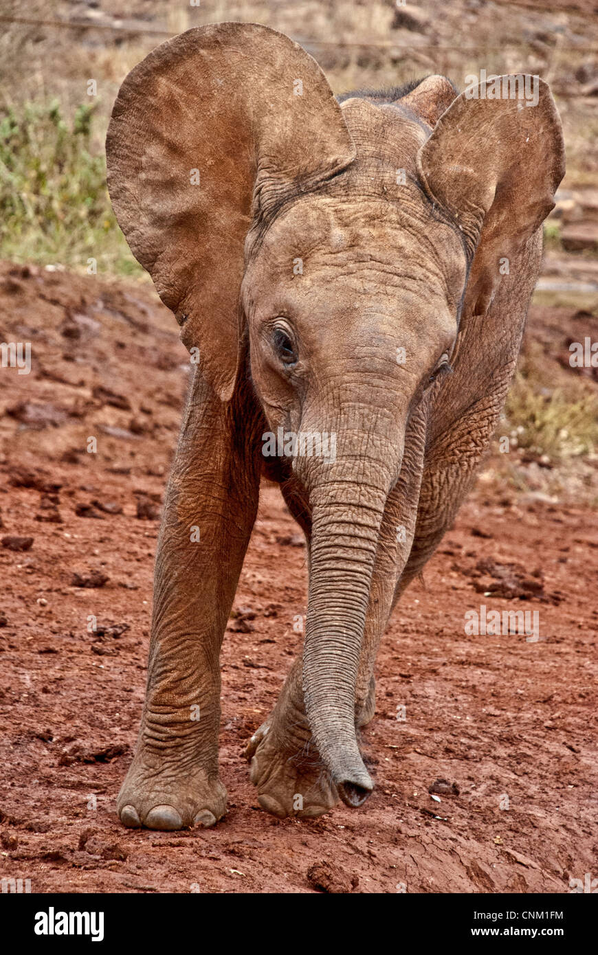 Bambino orfano Elefante africano Loxodonta africana, Sheldrick l'Orfanotrofio degli Elefanti, Nairobi, Kenya, Africa Foto Stock