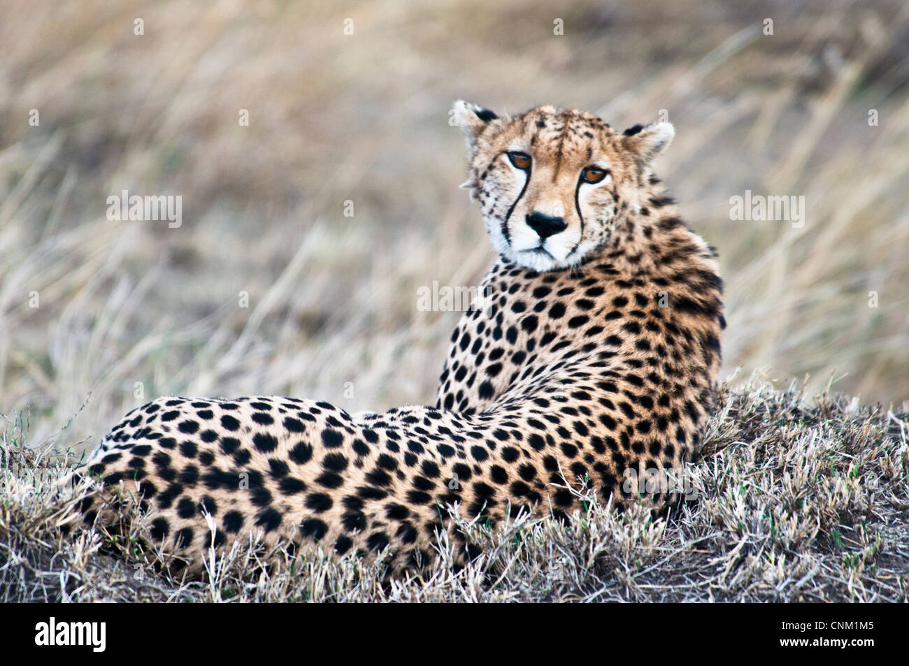 Ghepardo sdraiato, Acinonyx jubatus, il Masai Mara riserva nazionale, Kenya, Africa Foto Stock