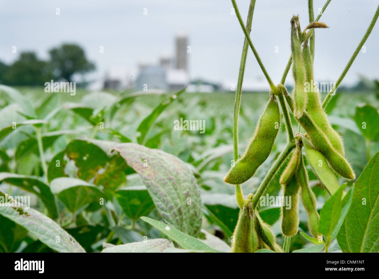 I fagioli di soia appesi dall'impianto Foto Stock