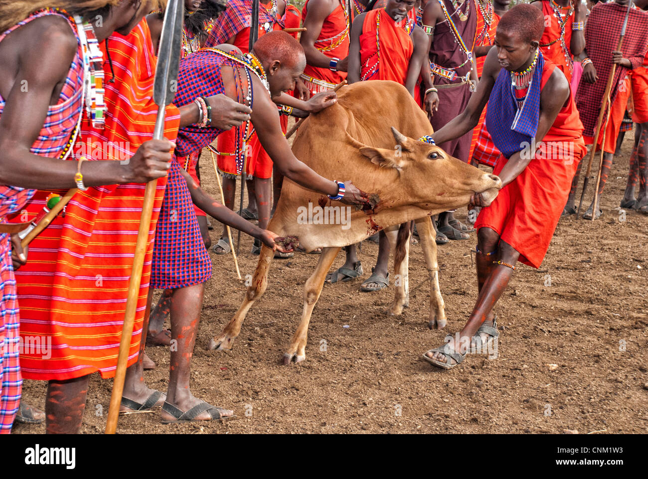 Masai gli uomini sono intaccare la vena giugulare di una mucca per ottenere il sangue. Esso è miscelato con latte per preparare una bevanda rituale. Foto Stock
