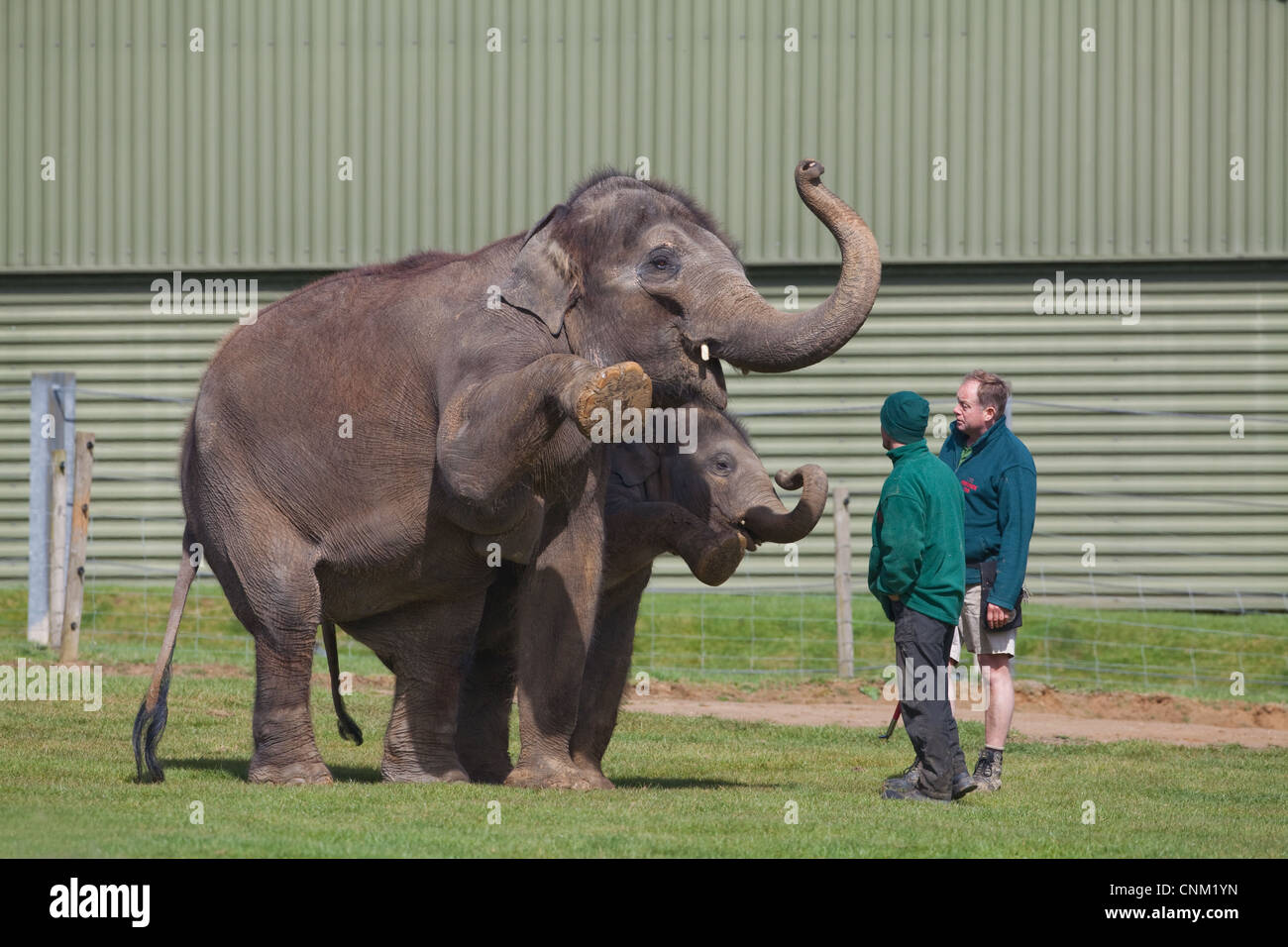 Asiatiche o vacca indiano elefante e polpaccio (Elephas maximus). Con la necessità di mantenere il personale, Whipsnade Zoo, Zoological Society di Londra. Regno Unito. Foto Stock