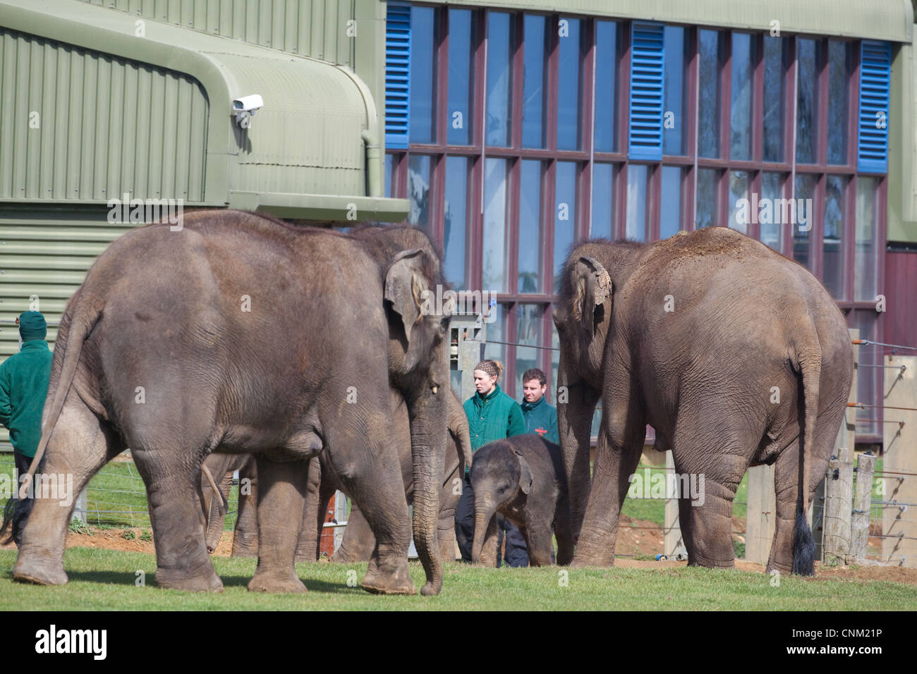 Asiatico o indiano elefanti di mucca e vitello (Elephas maximus). Con la necessità di mantenere il personale, Whipsnade Zoo, Zoological Society di Londra. Regno Unito. Foto Stock