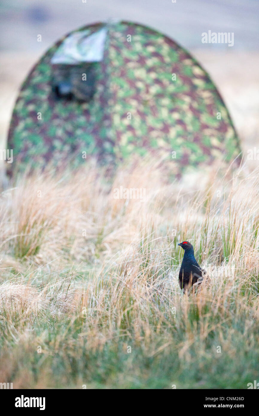 Gallo forcello; Tetrao tetrix; la fotografia del maschio; lekking; Scozia - UK Foto Stock