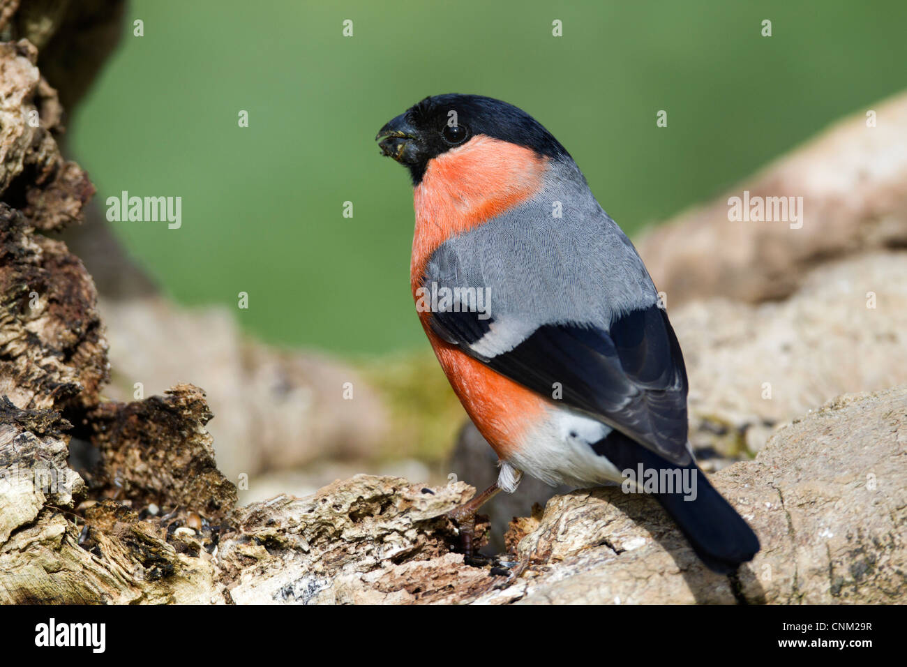 Bullfinch; Pyrrhula pyrrhula; maschio; Regno Unito Foto Stock