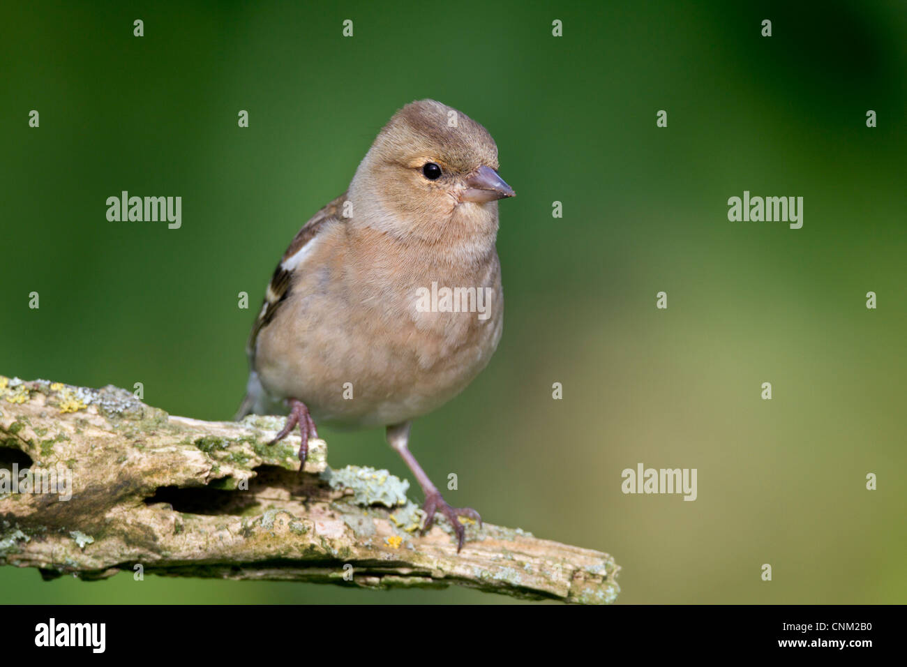 Fringuello; Fringilla coelebs; femmina; Regno Unito Foto Stock