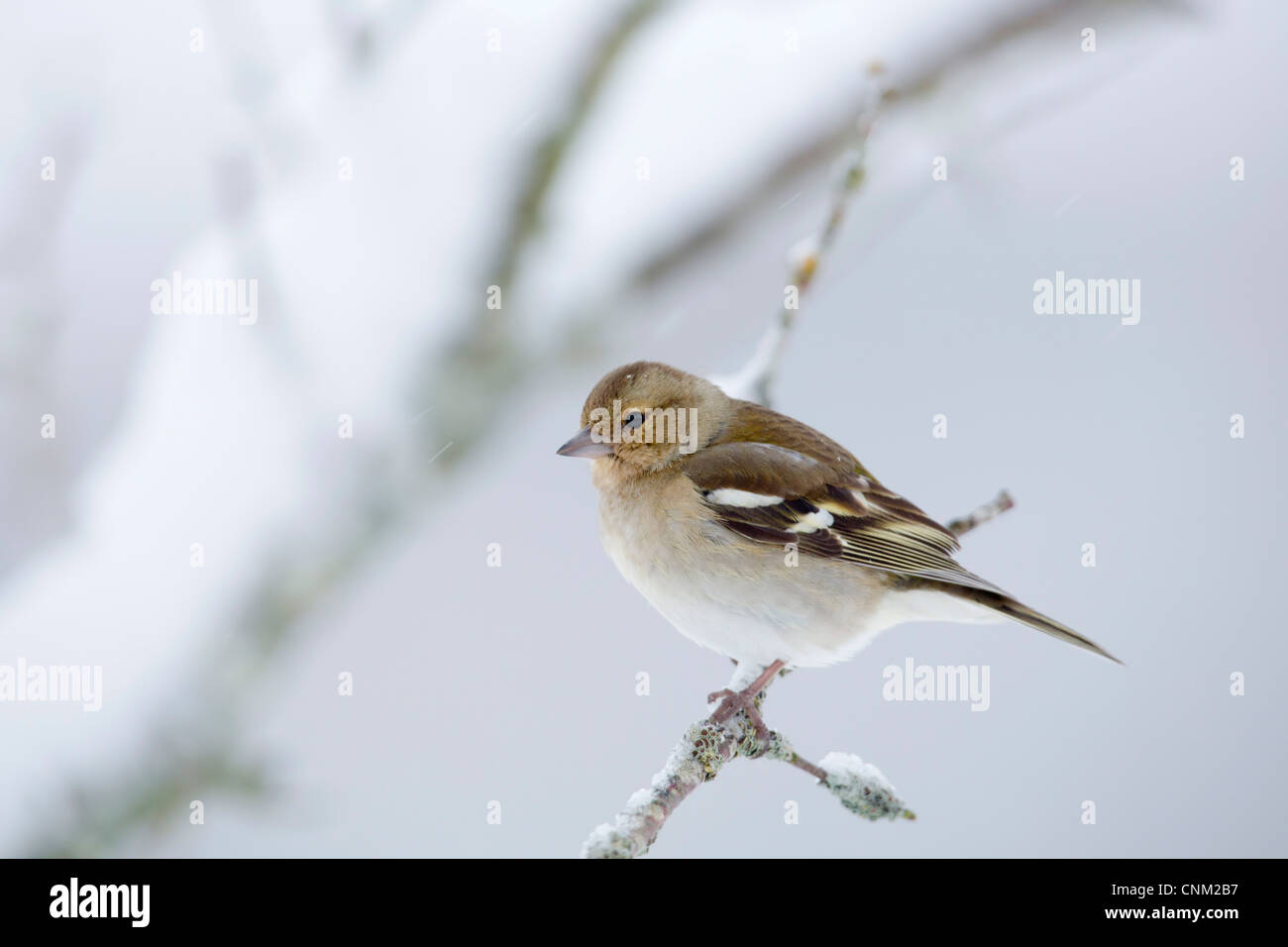 Fringuello; Fringilla coelebs; femmina; Regno Unito; nella neve Foto Stock