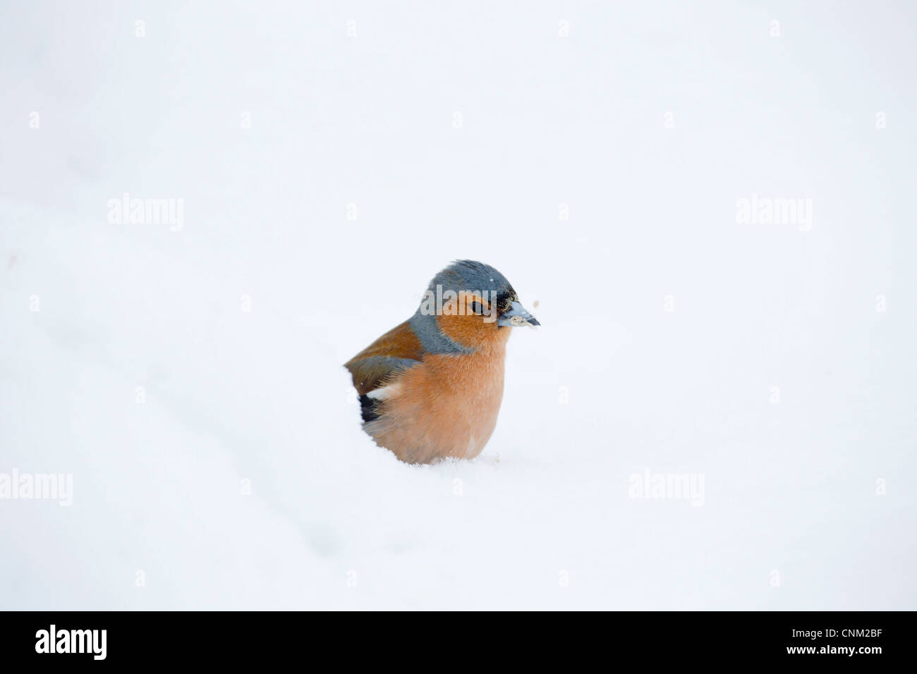Fringuello; Fringilla coelebs; maschio; Regno Unito; nella neve Foto Stock
