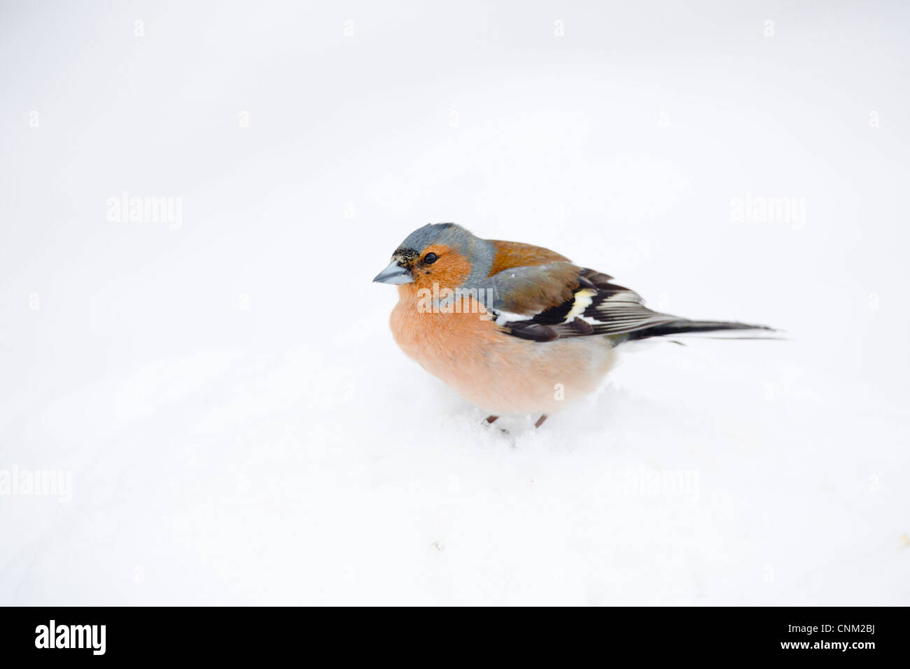 Fringuello; Fringilla coelebs; maschio; Regno Unito; nella neve Foto Stock