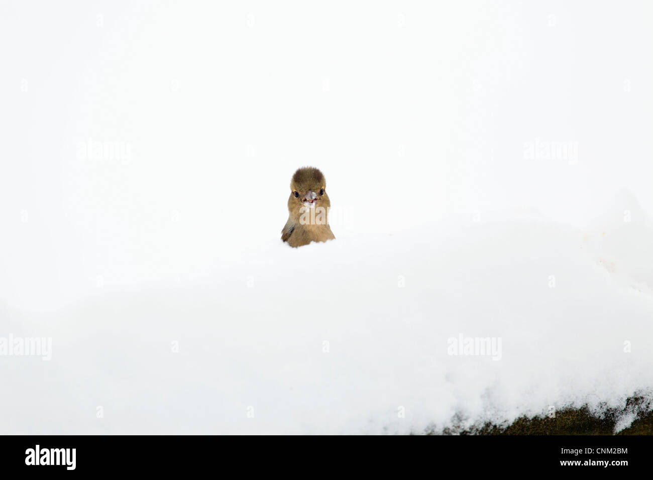 Fringuello; Fringilla coelebs; femmina; Regno Unito; nella neve Foto Stock