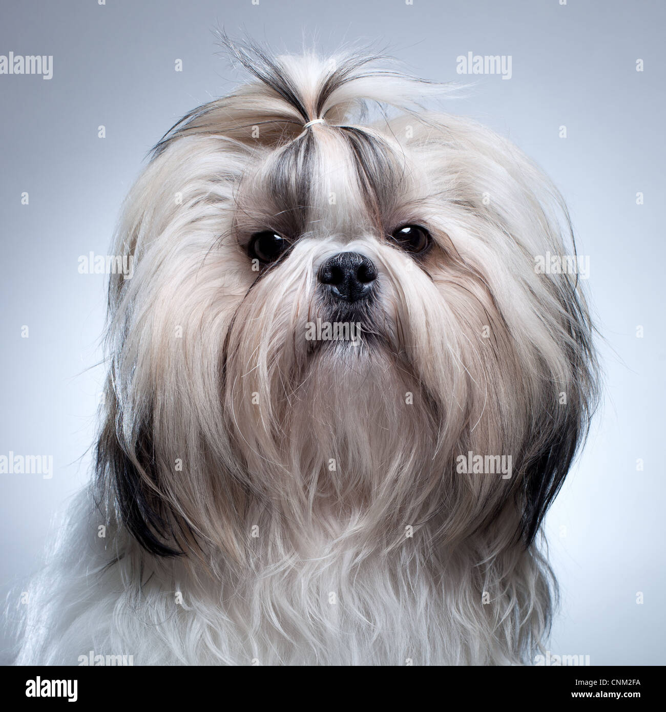 Shih tzu cane su sfondo grigio ritratto. Foto Stock